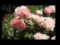 Good Year For The Roses