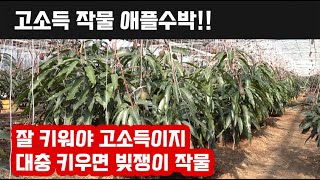 애플망고가 고소득작물??? 아니죠 잘키워야 고소득 작물이고 대충하면 빚만 생기는 빚쟁이 작물입니다!!