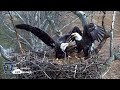 Intruder at the PA Farm Country Eagle Nest - HDOnTap.com