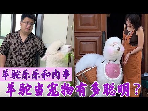 羊驼乐乐和肉串：全网最通人性的羊驼，谁的魅力更受大伙喜欢！