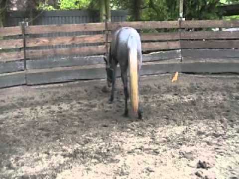 Aurelia Traberstute 3Jahre.WMV