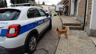 cagnolino-abbandonato-chiede-aiuto-alla-polizia-municipale