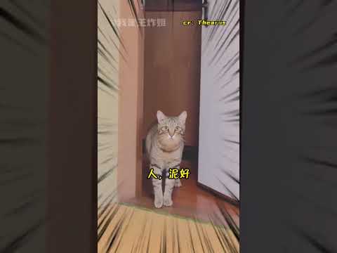 爲什麼我家的不會#貓咪 #可愛 #寵物