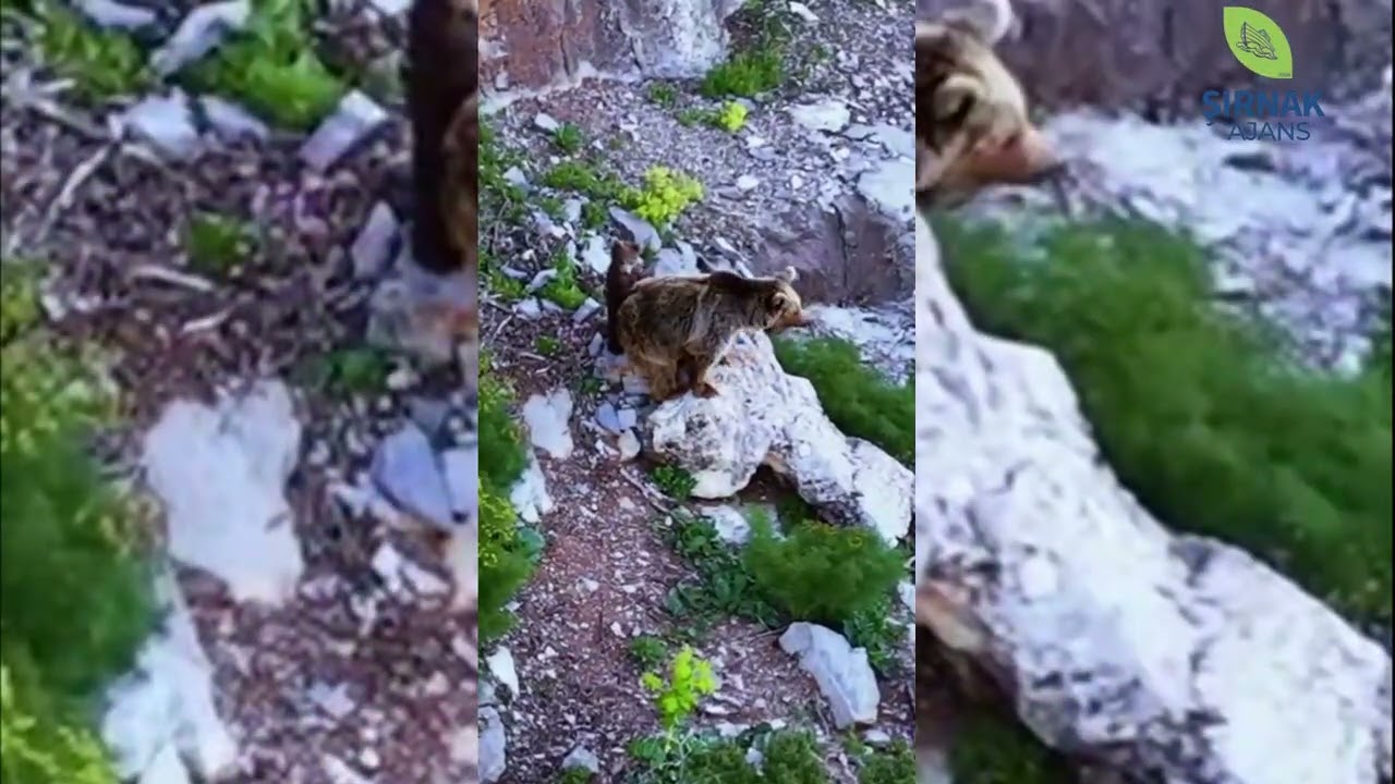 Faraşin ve Uludere'den kartpostallık görüntüler