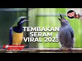 Saling Nembak Kemewahan Cucak Cungkok Gacor Isian Vs Tembakan Srigunting Abu Abu Gacor