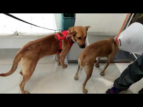 Shan Shan meeting new dog