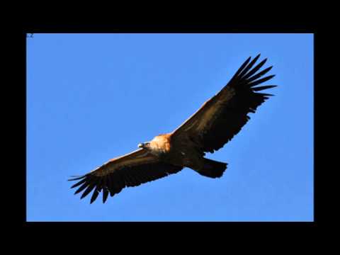 וכשם - כנשר - משה גולדמן