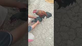 Download lagu Cara Mengawinkan Ayam Bangkok Di Jamin Efisien mp3