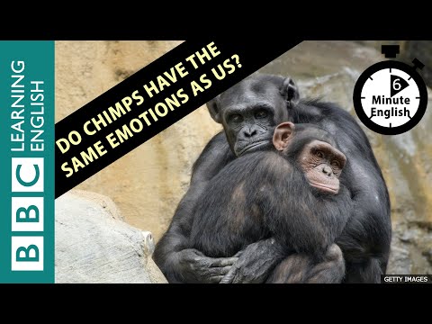 チンパンジーは私たちと同じ感情を持っているのか？- 6分間の英語を聞く (Do chimps have the same emotions as us? - Listen to 6 Minute English)