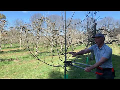 Pruning a young Granny Smith tree on MM106