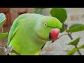 Mummy Papa Bolne Wala Mittu Talking Parrot Tote Ki Awaz