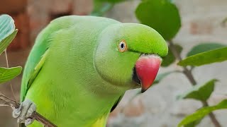 Mummy papa bolne wala mittu 🤩 talking parrot 🦜 Tote ki awaz 🦜