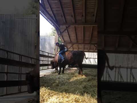 Rotes Höhenvieh # Schneider Tännesberg #mal was anderes # Rotvieh # nicht Biodiversitäts Gemeinde