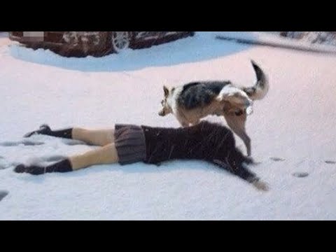 r/AnimalsBeingJerks v1