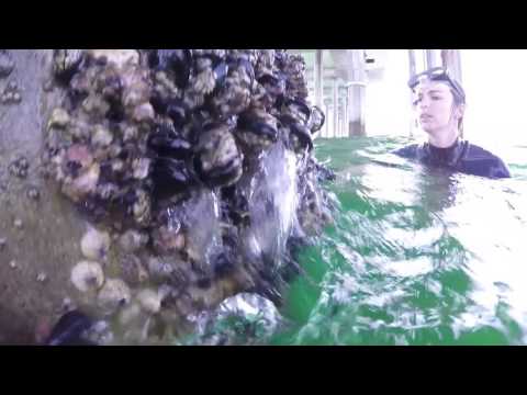 Snorkeling the Scripps Pier