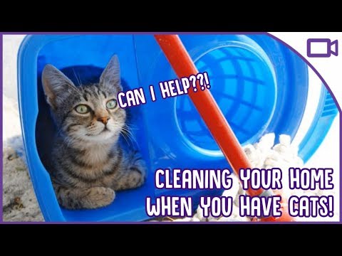 How to Keep Your House Clean When You Have a Cat!