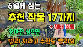6월에 심는 추천작물 17가지 재배꿀팁 장마전 심으면 빨리 자라고 수확도 빨라요 마늘양파감자 수확후 심는작물…