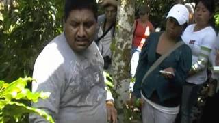 Condiciones del cultivo del café en Nueva Jerusalén