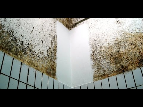a fürdőszobák parazitái széklet bevétele helmintákra