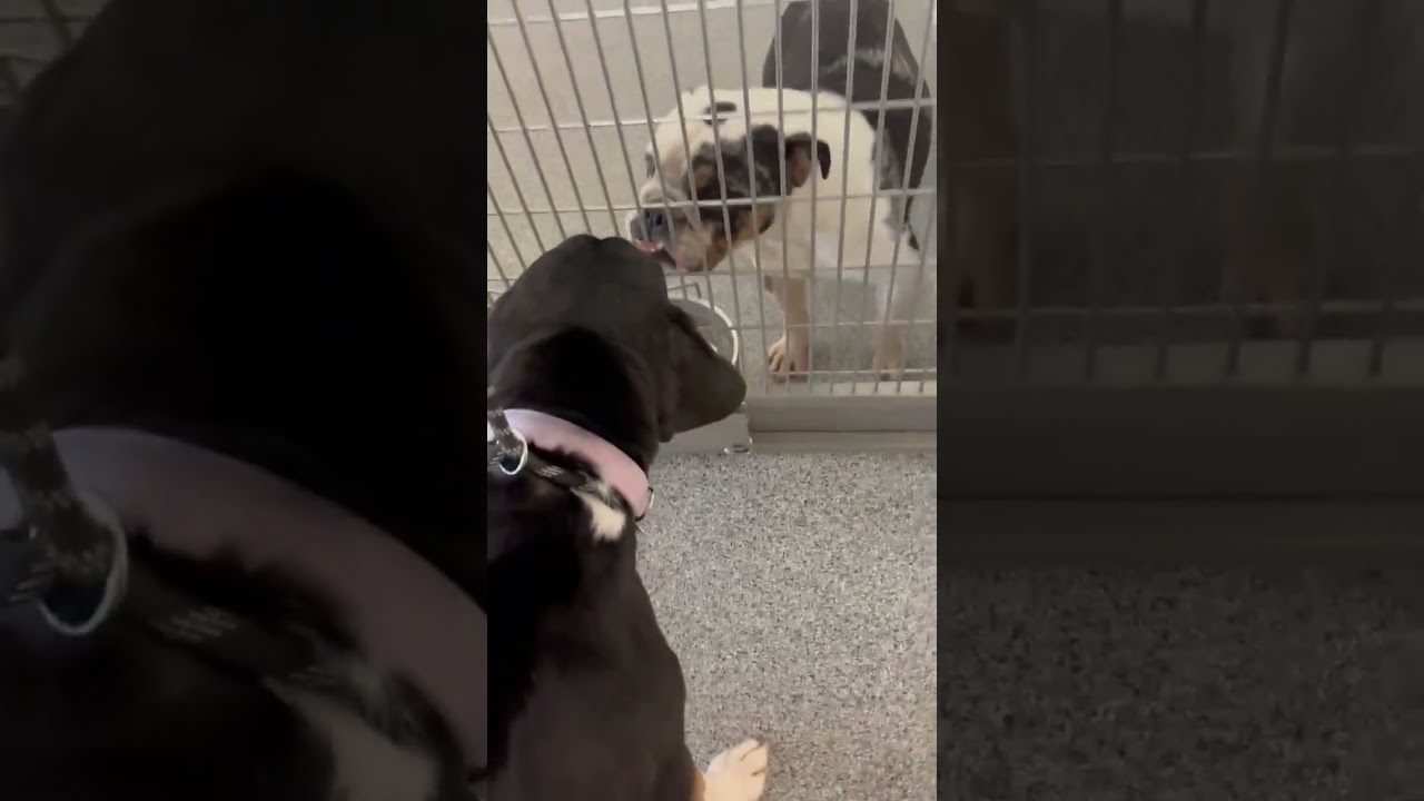 This Poor Boy video