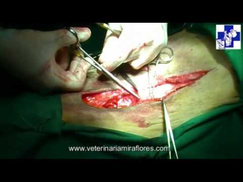 Mal di schiena sotto le scapole Come eliminare il dolore del osteocondrosi cervicale
