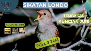 Download lagu Sikatan Londo Gacor suara jernih | Masteran murai batu terbaik | Nightingale mp3 Download lagu Sikatan Londo Gacor suara jernih | Masteran murai batu terbaik | Nightingale mp3