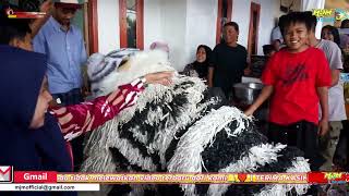 Download lagu SENSASI AKSI MY TIGER Burok MJM Live Show DESA CIEURIH DESA KUNINGAN TGL 5 DES 2024 mp3 Download lagu SENSASI AKSI MY TIGER Burok MJM Live Show DESA CIEURIH DESA KUNINGAN TGL 5 DES 2024 mp3