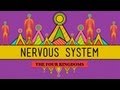 The Nervous System - CrashCourse Biology #26 ...