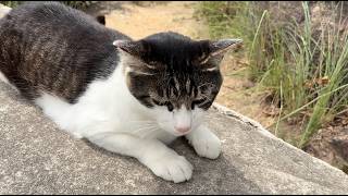 ベンチに座ったら引っ付いてくれる人懐っこくてかわいい猫ちゃん