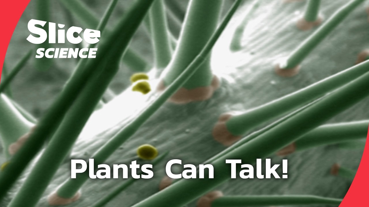 The Secret Language of Plants – Incredible Plant Intelligence | SLICE SCIENCE