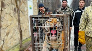 This is not a tiger! This is a TIGER GIANT! Oleg Zubkov is taking a risk with him in the enclosure!
