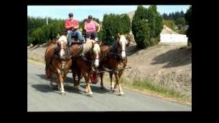 preview picture of video 'Belgian Draft Horse Hitch at Anacortes Antique Engines and Machinery Show'