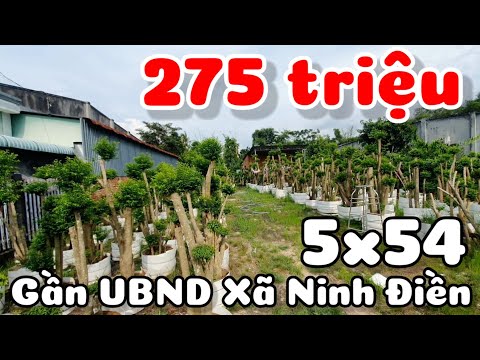 Bán đất 5x54 giá 275 triệu đường đối diện UBND xã Ninh Điền Tây Ninh kế bên ngân hàng trường học