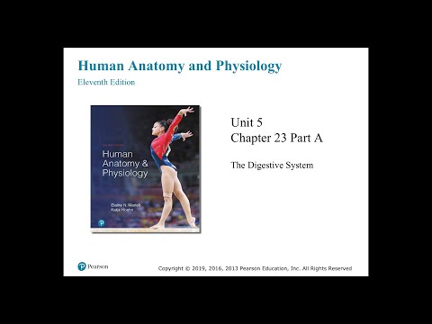 Anatomy and Physiology Chapter 23 Part A