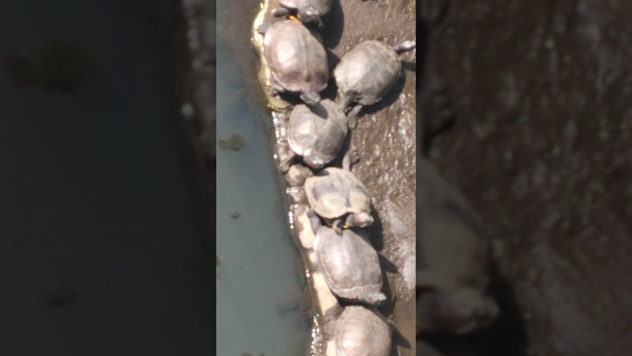 Turtles CANAL in JAPAN#animals