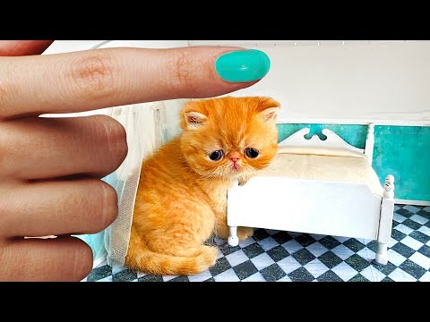 The SMALLEST rescued KITTEN in the World found a family ! Building a NEW HOUSE from Cardboard