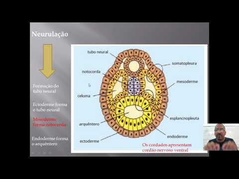 Nêurula e Organogênese