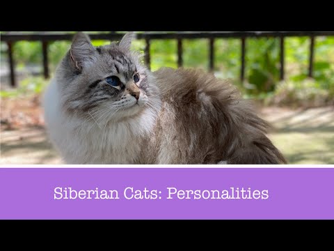 Siberian Cat Personality Traits