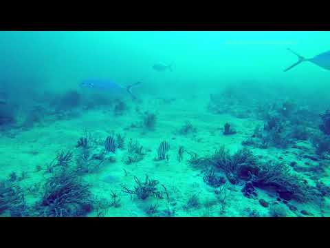Hard bottom Gulf of Mexico 45-feet deep hogfish, grouper- Hog1