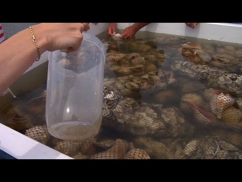 image-How do oysters give birth?