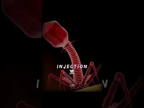 Bacteria vs Bacteriophage 💀⚔️ #Shorts #Science #Biology #Bacteria #Virus