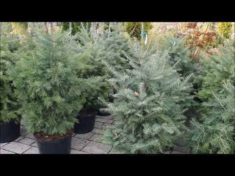 Spruce, Fir or Pine | Which Christmas tree to choose for Christmas?