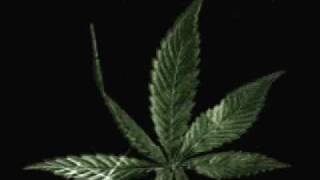 Larry Hernandez Piloto Cannabis
