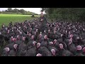 Turkeys Have A Wicked Sense Of Humour