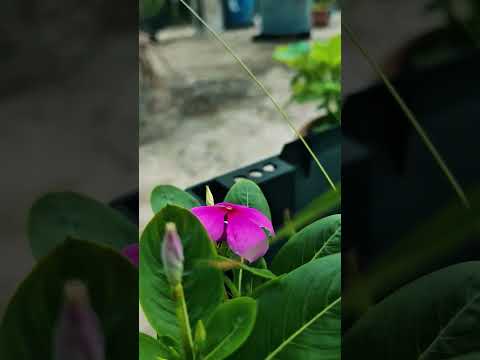 flower 🌸.  Edit #explore #love #edit #beautiful #flowers