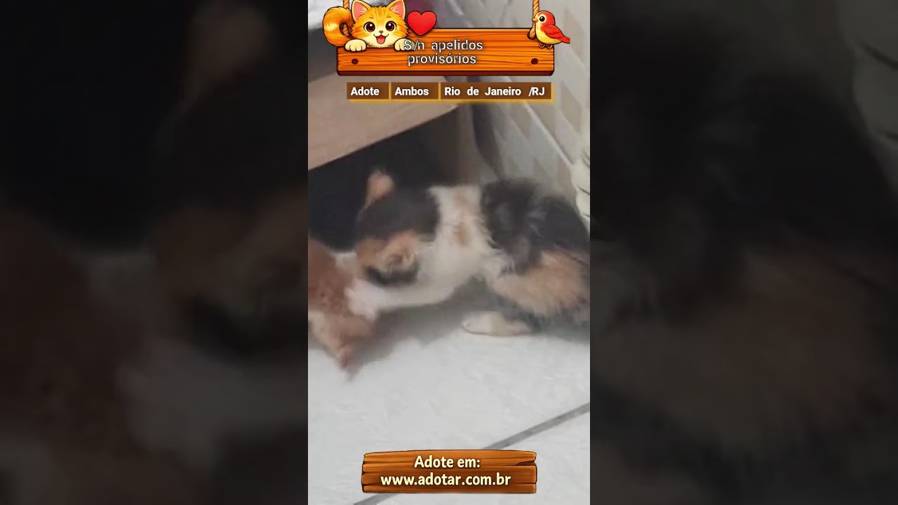 Gato raça SRD-ViraLata idade 2 a 6 meses nome S/n apelidos provisórios 