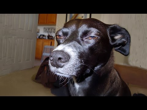 Les meilleures vidéos drôles d'animaux vous empêcheront de vous arrêter de rire 🤣.