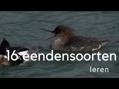 , title : 'Leer 16 soorten eenden herkennen / 16 species of ducks'