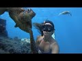 Snorkelling Rarotonga, turtles everywhere! Avaavaroa Passage and Fruits of Rarotonga- Cook Islands.