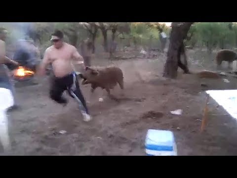 Mama Pig Defends Baby, Attacks Man Hurting her Piglet